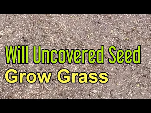 Can You Grow Grass Without Covering The Seed