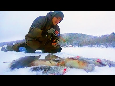 РВЁТСЯ ЛЕСКА, НО Я НЕ СДАЮСЬ! На рыбалке жарим окуня, ловим много, упускаем ещё больше