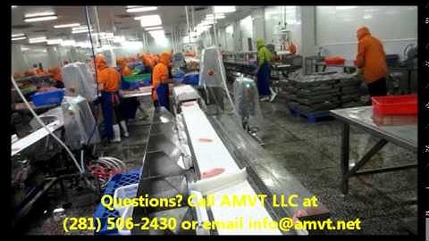 Fish Fillet Weight Sorting by AMVT Checkweigher