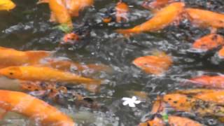 Koi feeding frenzy