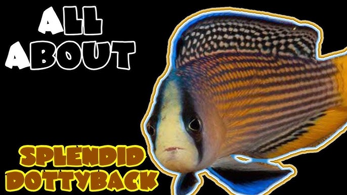 Splendid Dottyback at Pacific East Aquaculture - YouTube