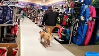 2-3 Year Old Pit Bull Paco Beforeafter Video Dog Trainer Athens Georgia