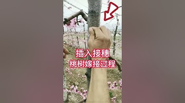 春天教你如何嫁接果樹？採用電鑽嫁接的方法      Spring teaches you how to graft fruit trees?  grafting with electric drill