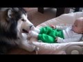 Alaskan Malamute Evo Babysitting (Cute Baby with Cute Dog)