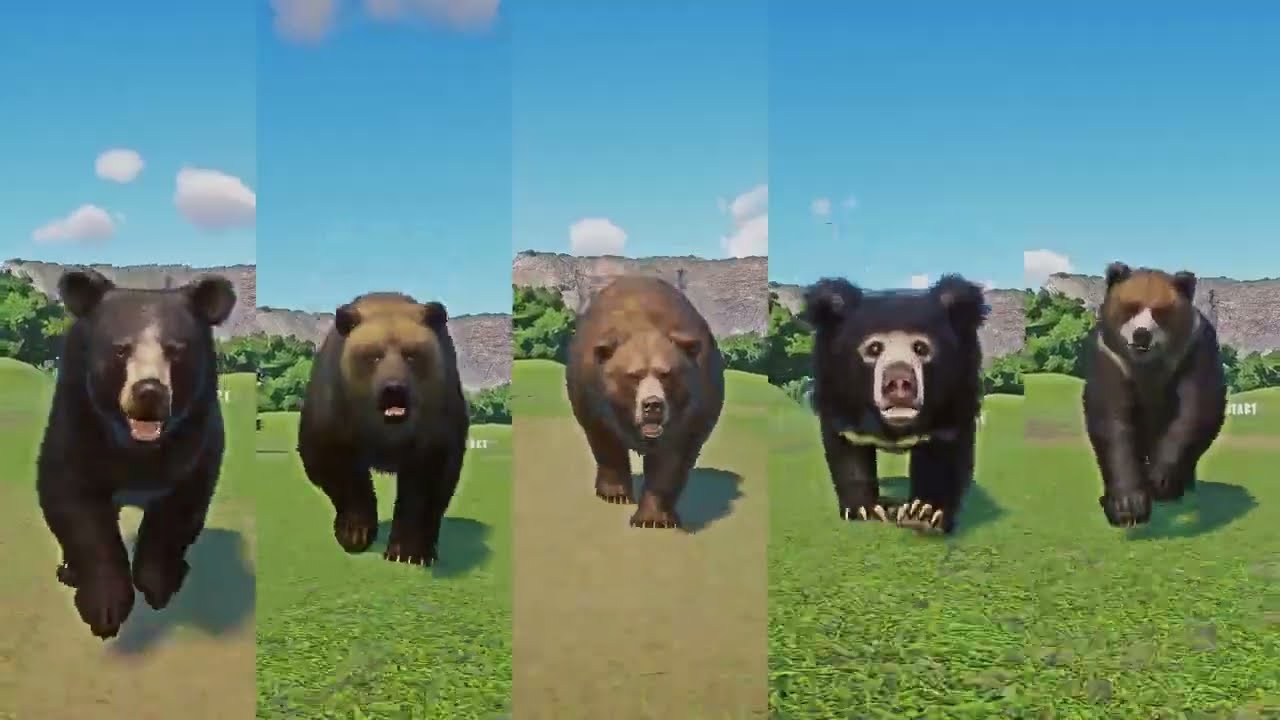 Bear Category Speed Races from All Around the World in Planet Zoo included Tibetan Blue