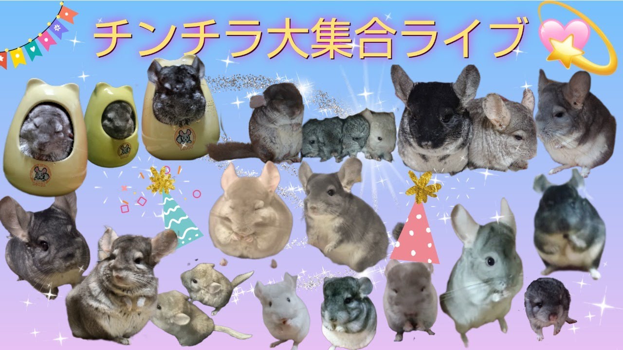 チンチラ大集合ライブ7月22日(金) ‪@saoriチンチラショップ‬ - YouTube