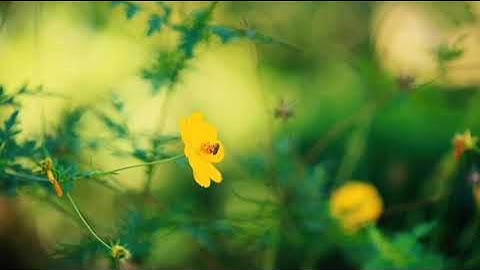 #قراءة للشيخ ابراهيم الاخضر من #سورة لقمان الآيات(22-34) ومن سورة السجدة الآيات (1-30)