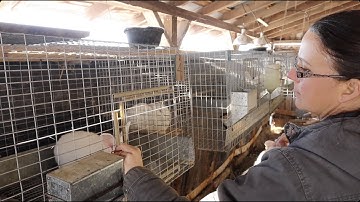 The BREEDING Process. An In-Depth Lesson. Raising Rabbits for Meat.