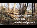 Baum wird mit Seilwinde wieder aufgestellt, Naturgarten, Sturmschaden, Baum fällen ?, Bäume Garten