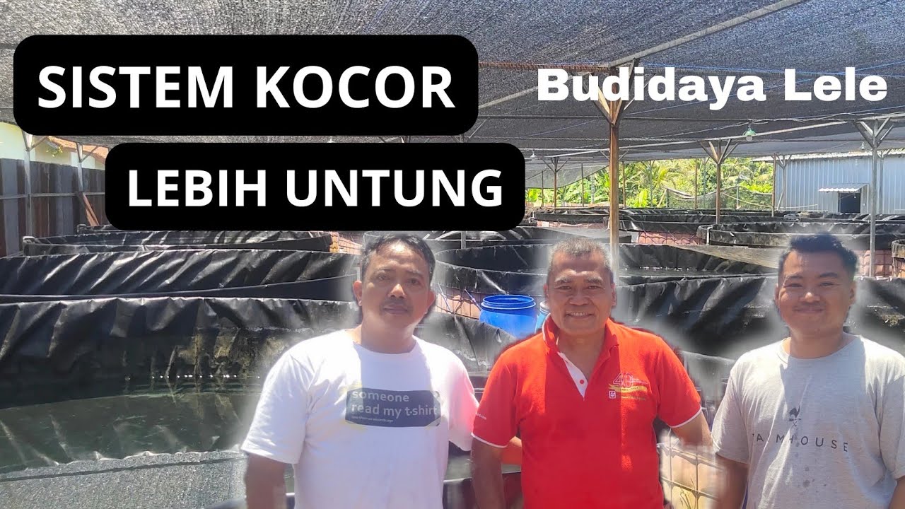 Budidaya Ikan lele di kolam terpal sistem kocor air. D-4 , panen 700 kg.