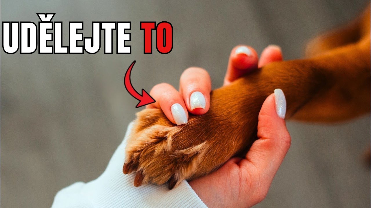 12 Způsobů, Jak Dát Svému Psovi Najevo, že ho milujete – tak, aby to pochopil