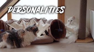 Two cats with different personalities | Norwegian forest cat by Norwegian Forest Cats 664 views 1 year ago 2 minutes, 28 seconds