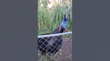 Cassowary Bird Behind Fence Approaching a Guy