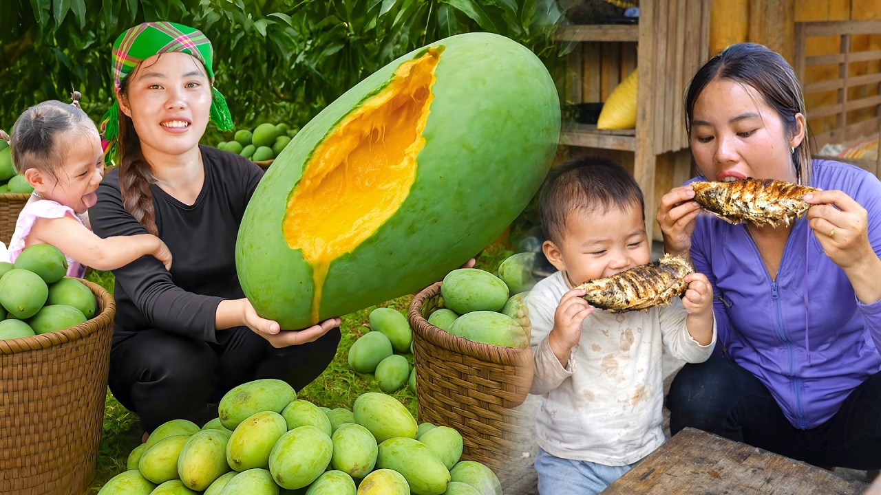 Fresh mangoes harvesting process – Cooking mustard greens soup & fried carp fish for daughter & son
