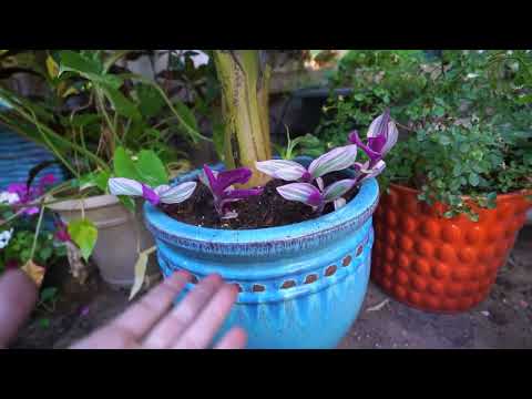 Potting a Banana Plant  -  Repotting Banana Tree