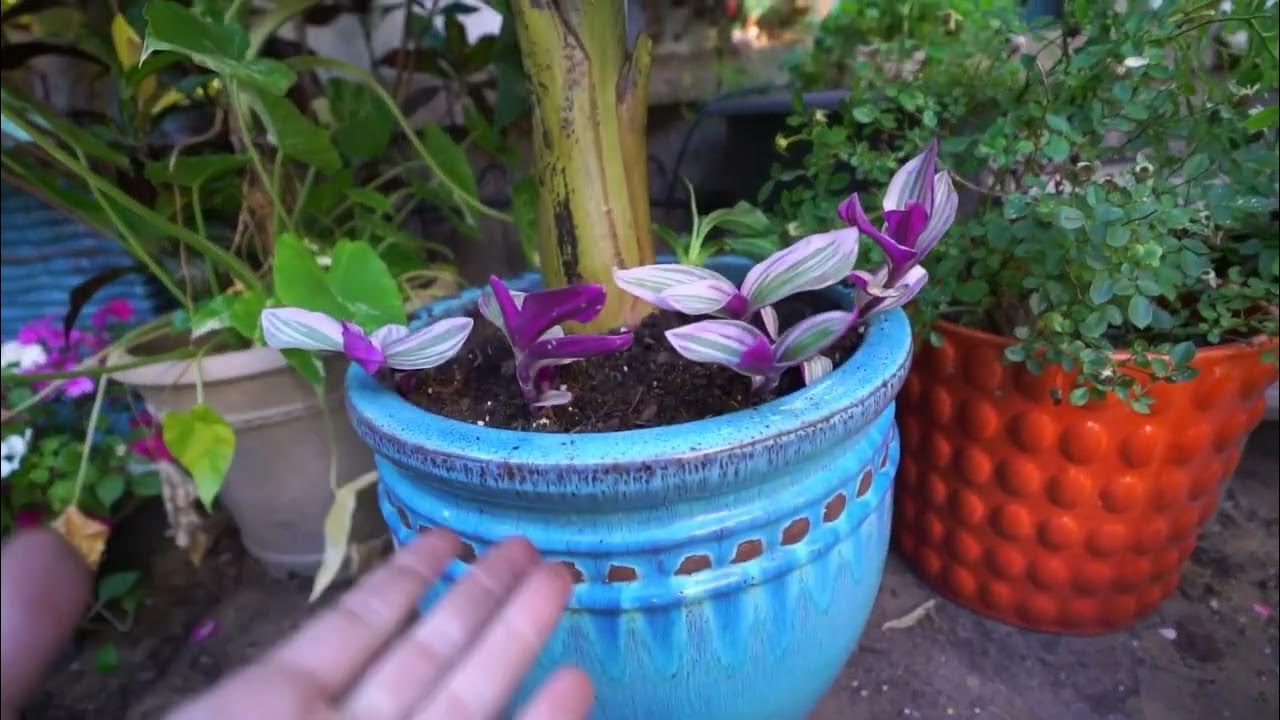 Can You Split A Banana Plant