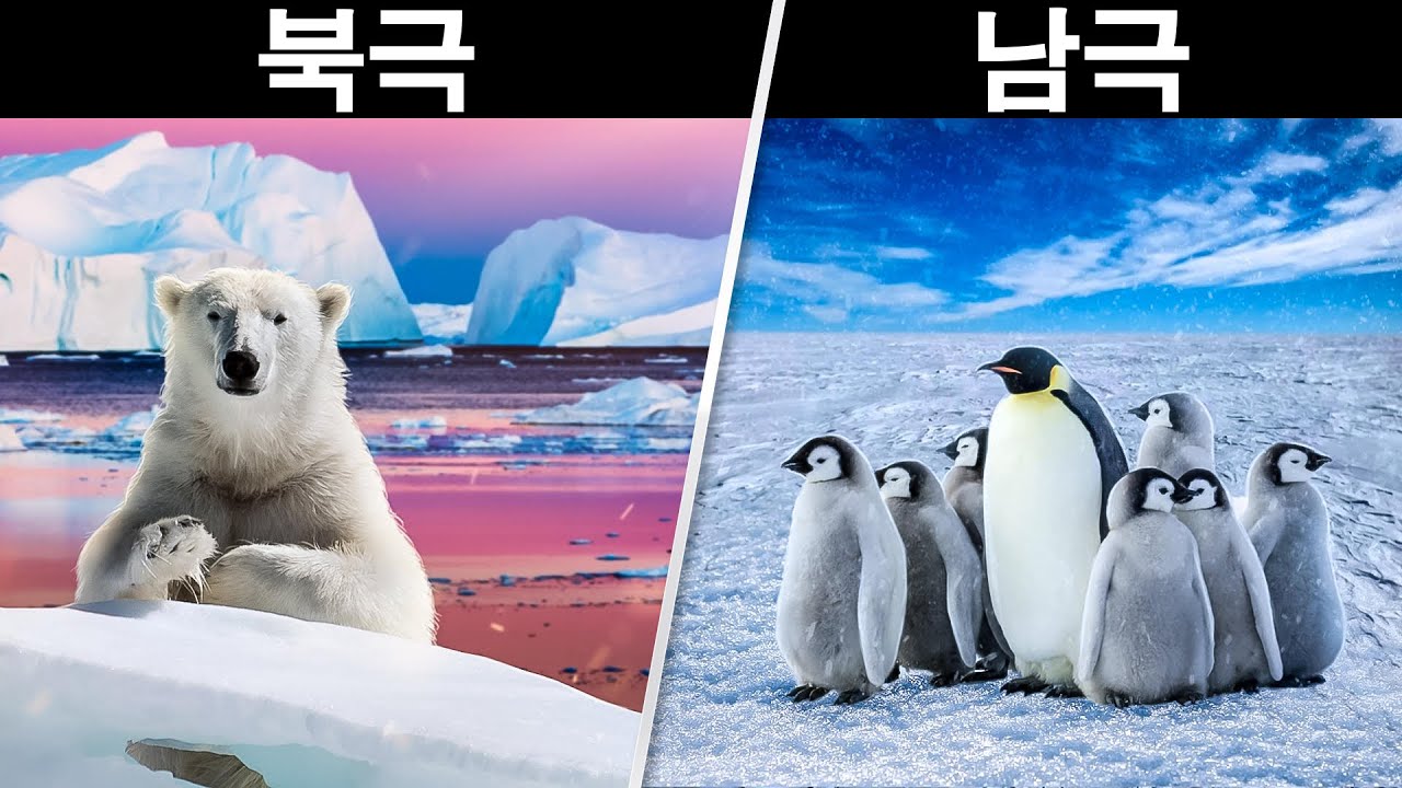 북극과 남극은 뭐가 다를까？