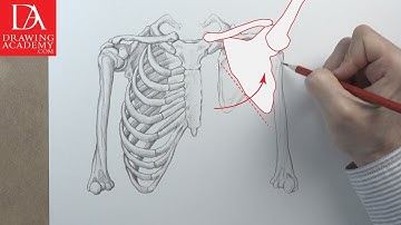 Shoulder and Arm presented by Drawing Academy .com 16-3