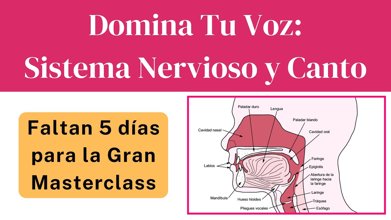 Domina Tu Voz: Sistema Nervioso y Voz - YouTube