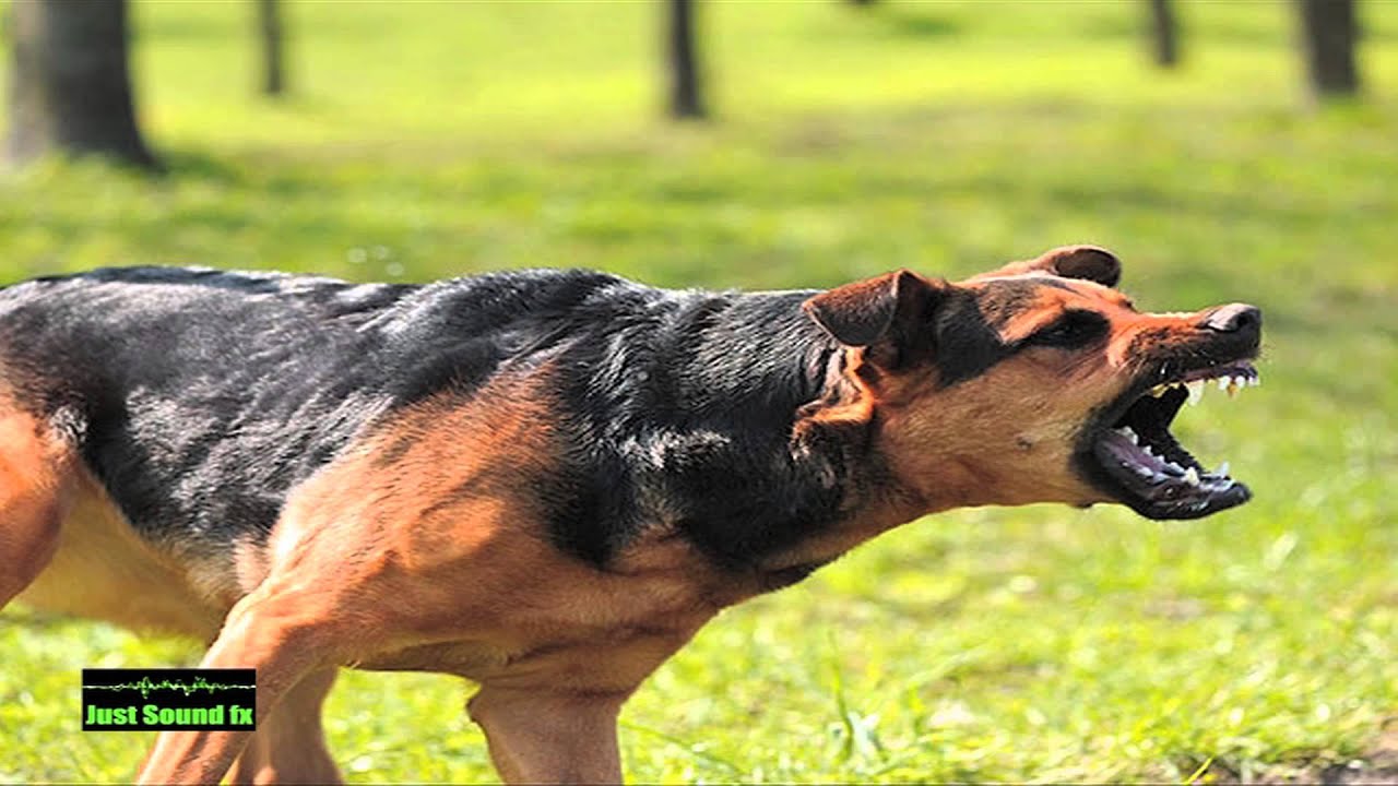 dog sounds - YouTube