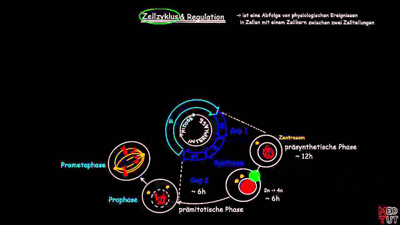 Zellzyklus — Transcript