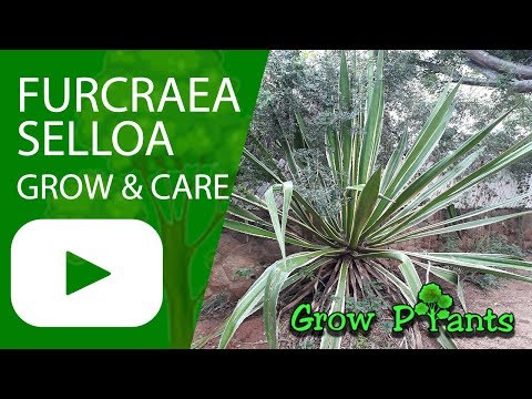 Furcraea selloa - grow and care