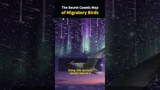 How a 20g Bird Navigates by the Stars