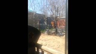 American Bandog Mastiff Nova