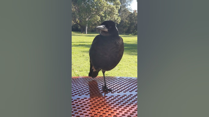 The only pie that can fly - a magpie.