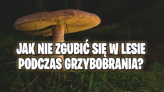 JAK NIE ZGUBIĆ SIĘ W LESIE PODCZAS GRZYBOBRANIA? DROGA POWROTNA - NAJLEPSZY SPOSÓB! screenshot 1