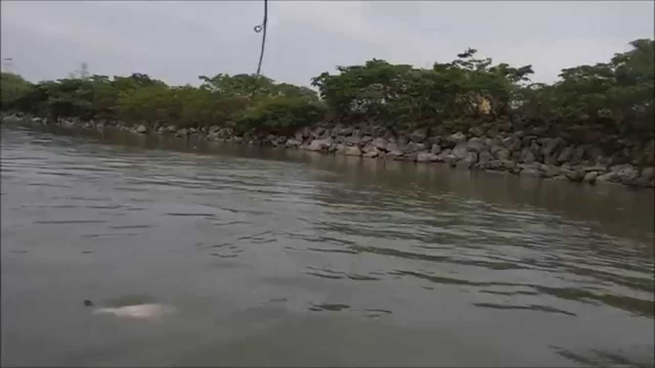 Pesca deportiva de robalo en el rio Carrizal, Tabasco. - YouTube