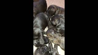Chocolate Authentic Australian Labradoodle Puppies 1 week old! by Royal Diamond Labradoodles 239 views 3 years ago 1 minute, 9 seconds