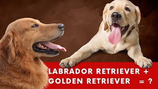 Goldador - Labrador Retriever & Golden Retriever Mix
