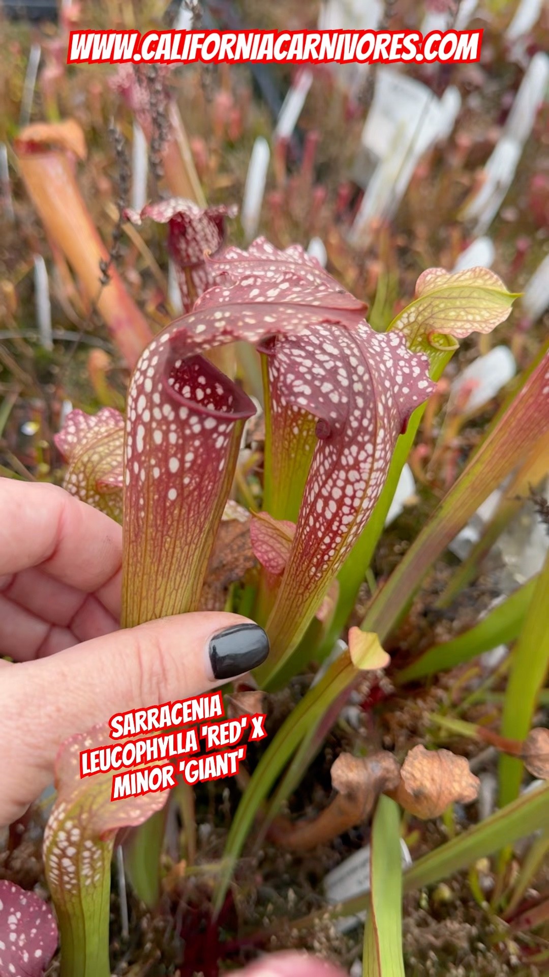 Sarracenia leucophylla 'Red' x minor 'Giant' - YouTube