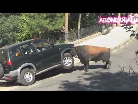 BOĞA SALDIRISI ARABANIN MOTORUNU DELİYOR 😲😲 Bull Attack