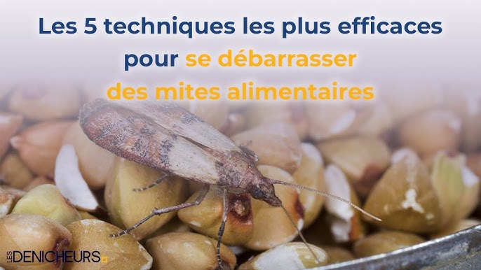 Piège mites alimentaires FUNNEL TRAP