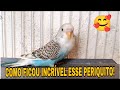 Periquito jovem com mutação rara | Soltando na colônia
