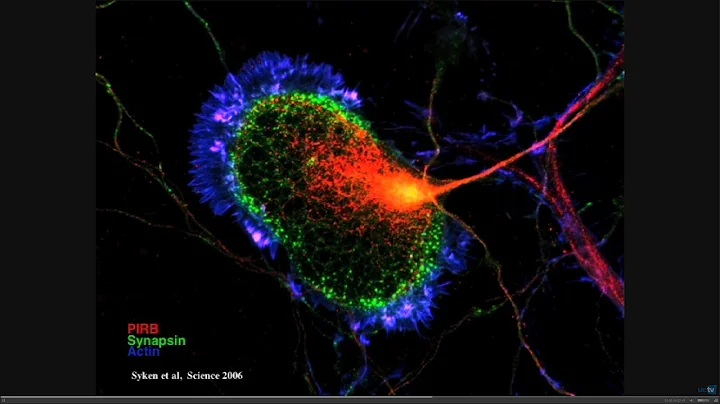 Releasing the Brake on Synaptic Plasticity: Immune Genes Moonlighting in Neurons