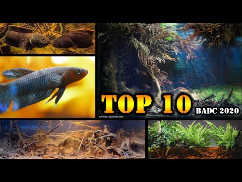Wideo: Zanurz się w 10 najlepszych akwariach w Ameryce