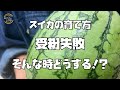 低温や雨が続いて【スイカ】がヤバい！？【すいか】【農家の家庭菜園】