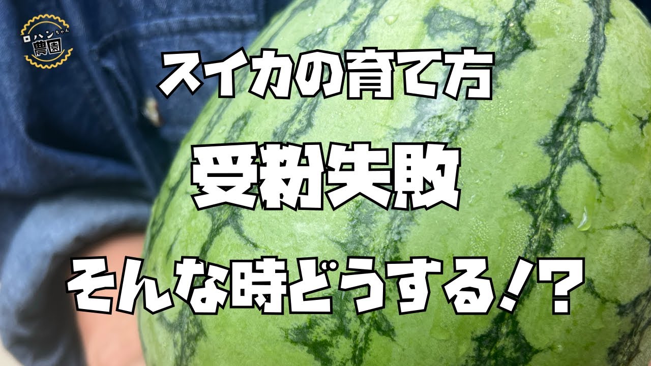 The low temperatures and rain are causing problems for watermelons