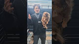 賢い犬とおバカな犬の見分け