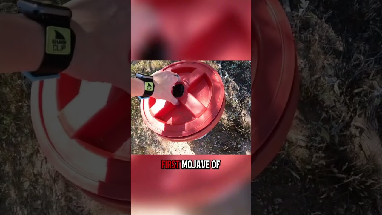 Mojave Rattlesnake Poops in a Cooler :/