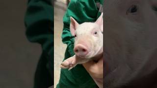 cute pig 😯#shorts #trending #youtubeshorts #ytshorts #shortvideo #viral #funny #reels #fyp #short