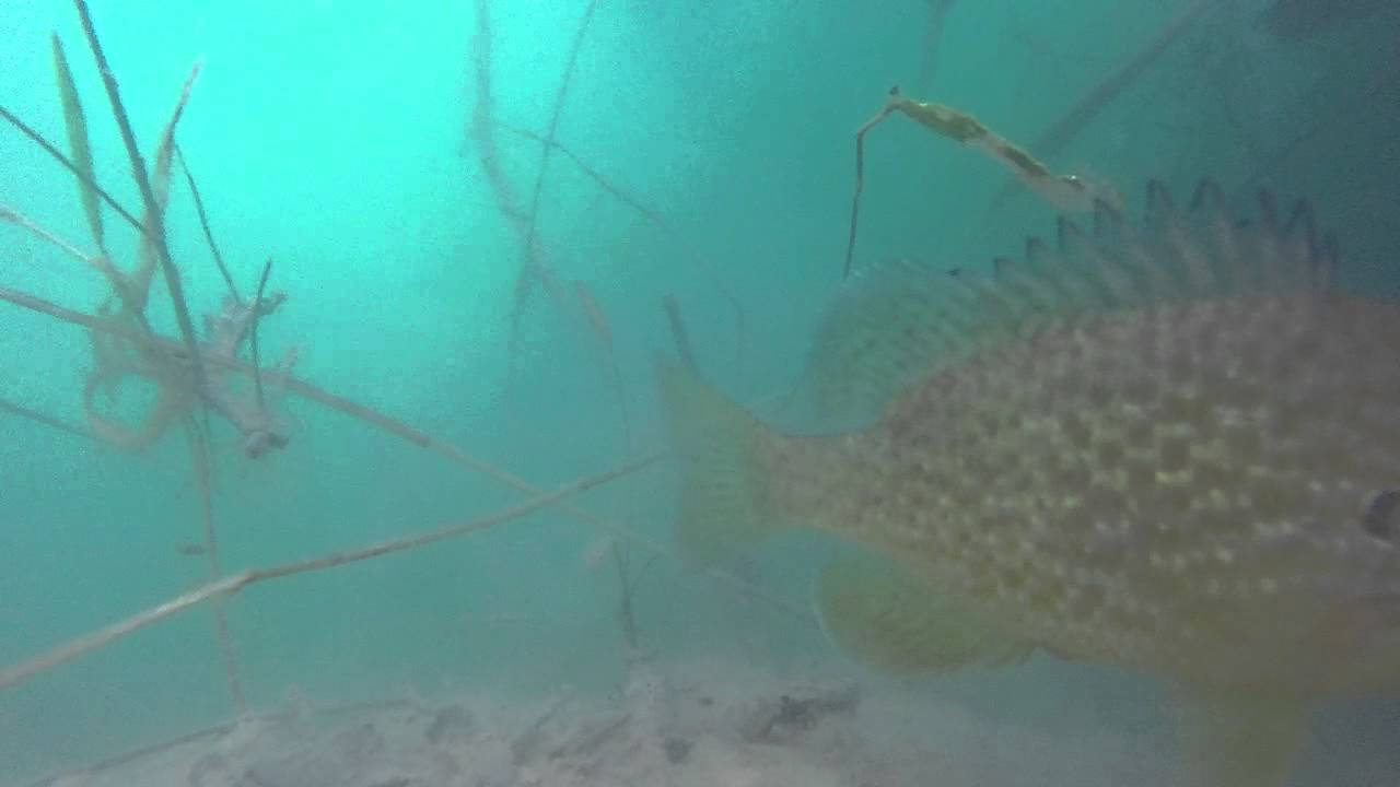 camera iphone 8 plus apk Pumpkinseed Underwater French Lake