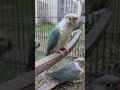 🩵 Turquoise Pineapple Conure 🤍