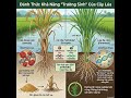 Phát Hiện Bí Mật Có Thể Khiến Cây Lúa “Hồi Sinh” Sau Mỗi Mùa Gặt 🌾