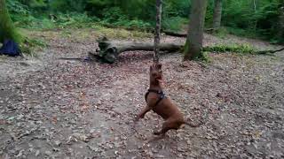 Cross Staffy Playing The Woods