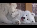 Grandma Versus Six Naughty (But Super Cute) Samoyed Puppies (Part 1) | Kritter Klub