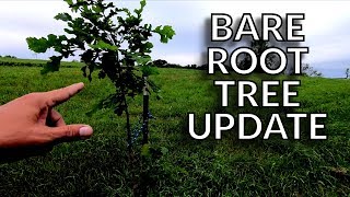 Bare Root Tree Progress Report [Bur Oaks]